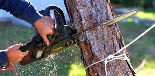 Best Palm Tree Trimming  in Elwood, NY
