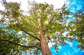 Best Fruit Tree Pruning  in Elwood, NY