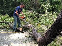 Best Tree Health Inspection  in Elwood, NY