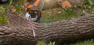 Best Organic Lawn Care Solutions  in Elwood, NY