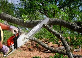 Best Tree Disease Treatment  in Elwood, NY