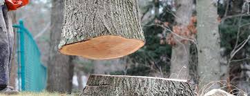 Best Tree Trimming and Pruning  in Elwood, NY