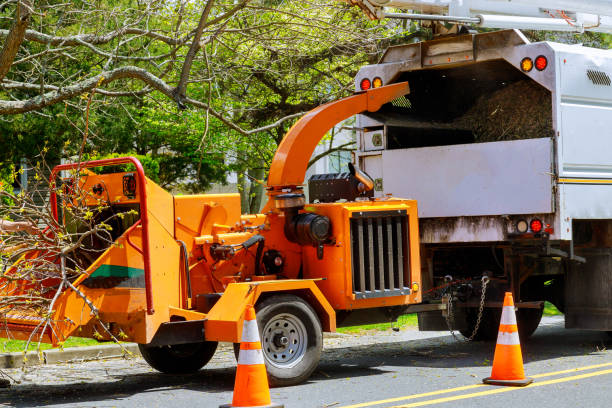 Reliable Elwood, NY Tree Services Solutions