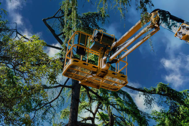 Best Utility Line Clearance  in Elwood, NY