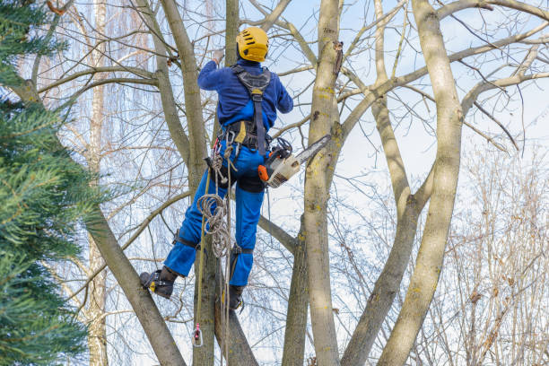 Best Emergency Tree Removal  in Elwood, NY