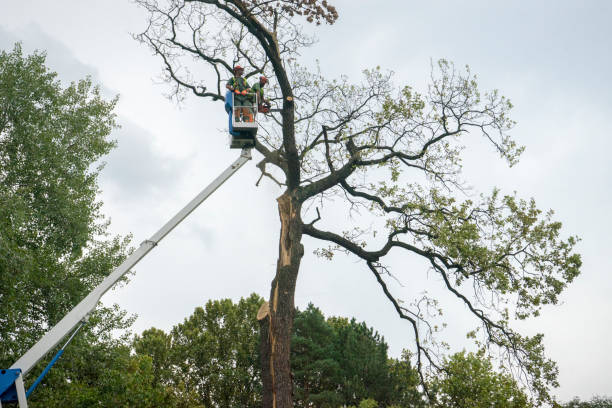 Best Tree Mulching  in Elwood, NY