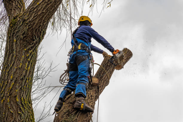 Best Hedge Trimming  in Elwood, NY